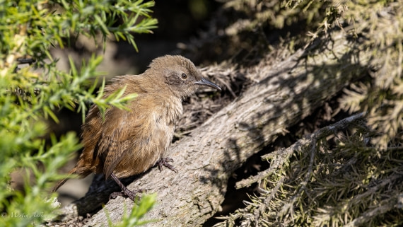HDS29-26, Day 4, 0Q9A9309 © Martin Anstee - Oceanwide Expeditions.jpg