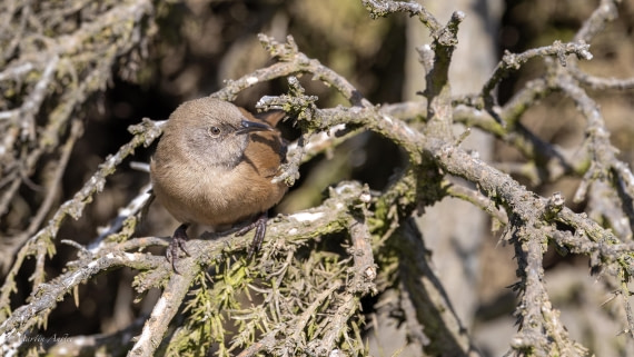 HDS29-26, Day 4, 0Q9A9320 © Martin Anstee - Oceanwide Expeditions.jpg