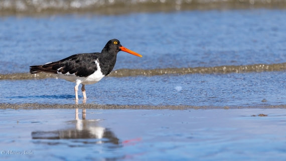 HDS29-26, Day 4, 0Q9A9338 © Martin Anstee - Oceanwide Expeditions.jpg