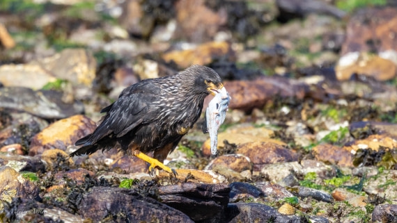 HDS29-26, Day 4, 0Q9A9348 © Martin Anstee - Oceanwide Expeditions.jpg