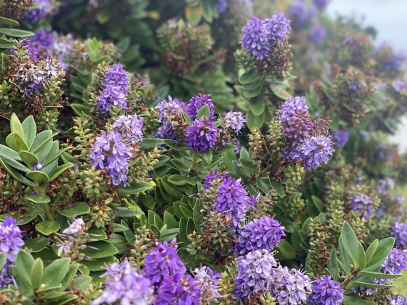 HDS29-26, Day 4, IMG_8943 © Unknown photographer - Oceanwide Expeditions.jpg