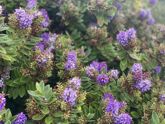 HDS29-26, Day 4, IMG_8944 © Unknown photographer - Oceanwide Expeditions.jpg