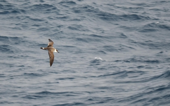 HDS29-26, Day 5, 2025-02-20 Great Shearwater1 -Falklands to SG day 1 © Unknown photographer - Oceanwide Expeditions.JPG