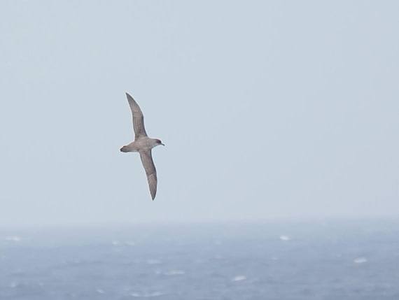 HDS29-26, Day 5, 2025-02-20 Grey Petrel1 -Falklands to SG day 1 © Unknown photographer - Oceanwide Expeditions.JPG