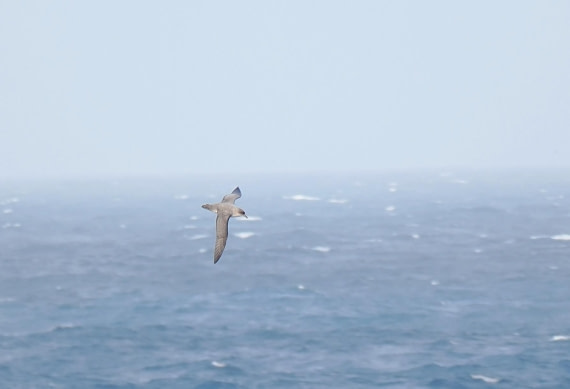 HDS29-26, Day 5, 2025-02-20 Grey Petrel2 -Falklands to SG day 1 © Unknown photographer - Oceanwide Expeditions.JPG