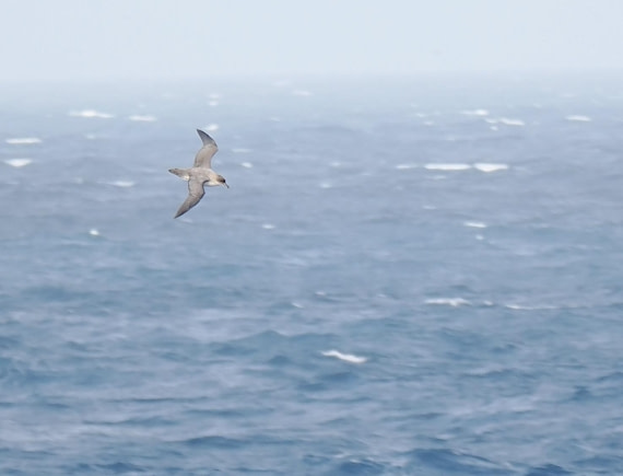 HDS29-26, Day 5, 2025-02-20 Grey Petrel3 -Falklands to SG day 1 © Unknown photographer - Oceanwide Expeditions.JPG