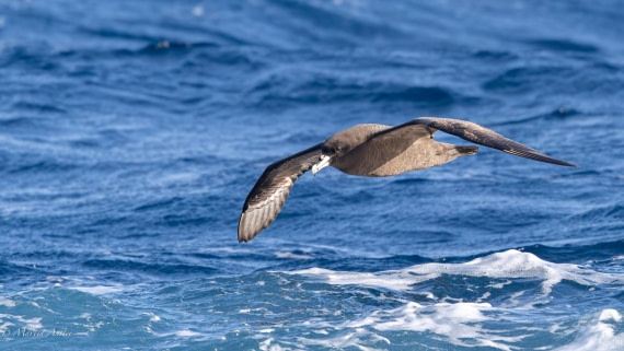 HDS29-26, Day 6, 0Q9A9416 © Martin Anstee - Oceanwide Expeditions.jpg