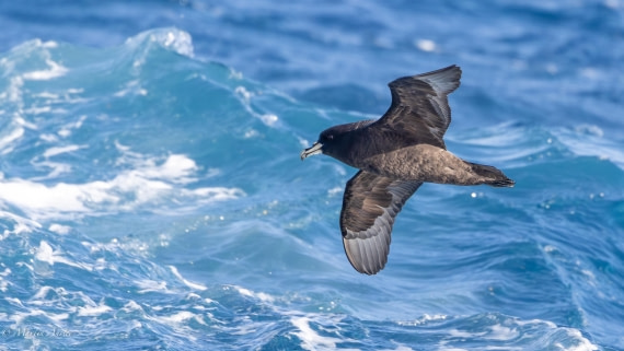 HDS29-26, Day 6, 0Q9A9418 © Martin Anstee - Oceanwide Expeditions.jpg