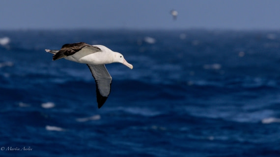 HDS29-26, Day 6, 0Q9A9421 © Martin Anstee - Oceanwide Expeditions.jpg