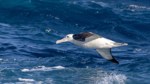 HDS29-26, Day 6, 0Q9A9438 © Martin Anstee - Oceanwide Expeditions.jpg