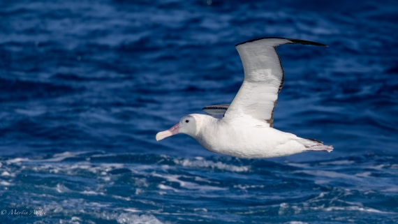 HDS29-26, Day 6, 0Q9A9449 © Martin Anstee - Oceanwide Expeditions.jpg