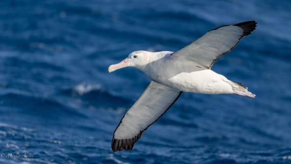 HDS29-26, Day 6, 0Q9A9457 © Martin Anstee - Oceanwide Expeditions.jpg