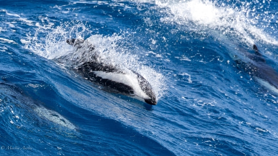 HDS29-26, Day 6, 0Q9A9542 © Martin Anstee - Oceanwide Expeditions.jpg