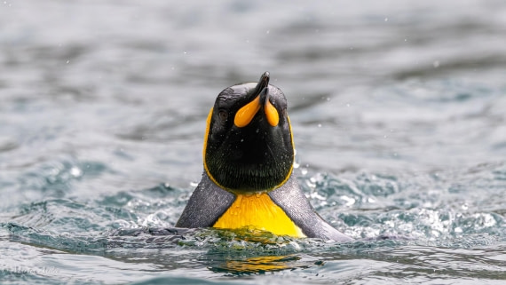 HDS29-26, Day 7, 0Q9A0192 © Martin Anstee - Oceanwide Expeditions.jpg