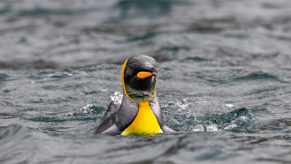 HDS29-26, Day 7, 0Q9A0200 © Martin Anstee - Oceanwide Expeditions.jpg