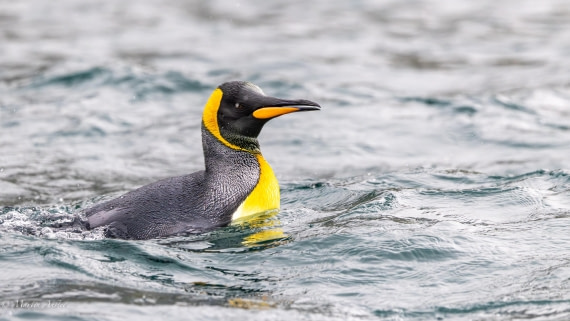 HDS29-26, Day 7, 0Q9A0215 © Martin Anstee - Oceanwide Expeditions.jpg