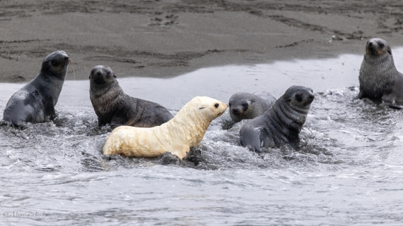HDS29-26, Day 7, 0Q9A0271 © Martin Anstee - Oceanwide Expeditions.jpg