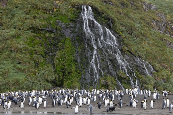 HDS29-26, Day 7, 0Q9A0318 © Martin Anstee - Oceanwide Expeditions.jpg