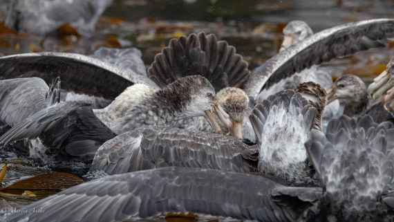 HDS29-26, Day 7, 0Q9A9847 © Martin Anstee - Oceanwide Expeditions.jpg