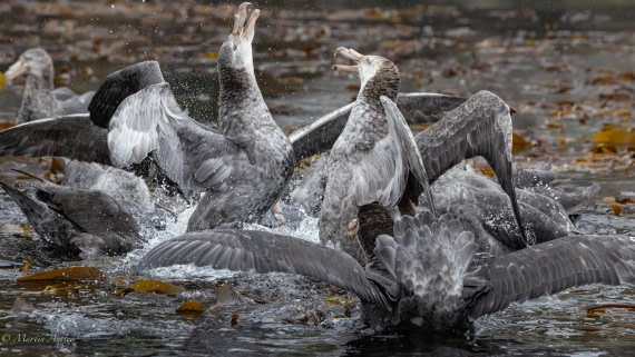HDS29-26, Day 7, 0Q9A9848 © Martin Anstee - Oceanwide Expeditions.jpg