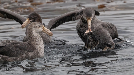 HDS29-26, Day 7, 0Q9A9891 © Martin Anstee - Oceanwide Expeditions.jpg