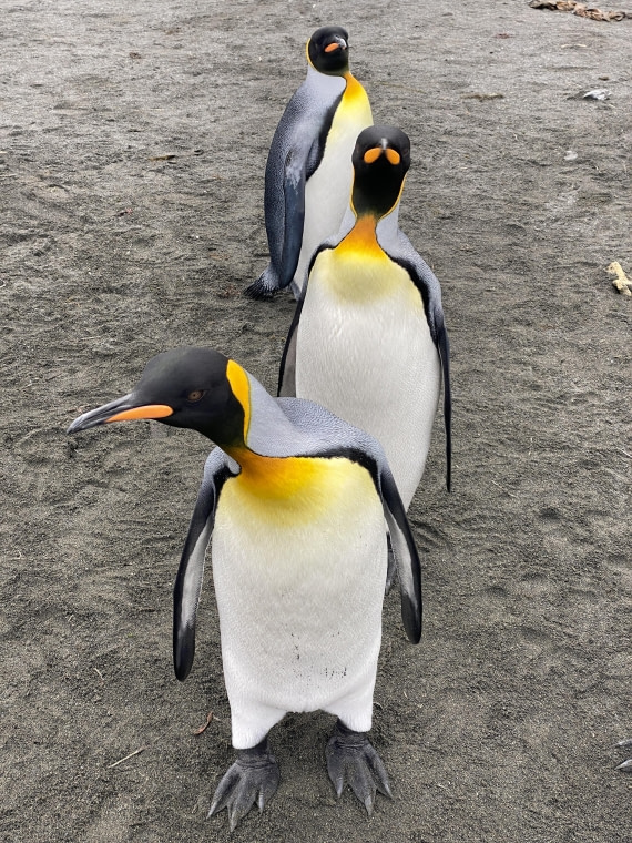 HDS29-26, Day 7, 2025-02-22 King Penguin1 - Right Whale Bay, South Georgia © Unknown photographer - Oceanwide Expeditions.JPG