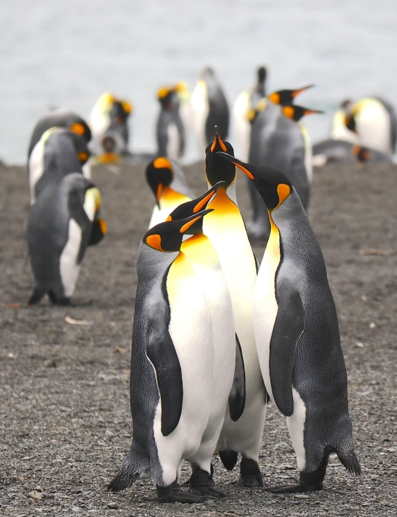 HDS29-26, Day 7, 2025-02-22 King Penguin2 - Right Whale Bay, South Georgia © Unknown photographer - Oceanwide Expeditions.JPG