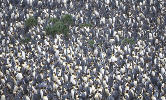 HDS29-26, Day 7, 2025-02-22 King Penguin4 - Right Whale Bay, South Georgia © Unknown photographer - Oceanwide Expeditions.JPG
