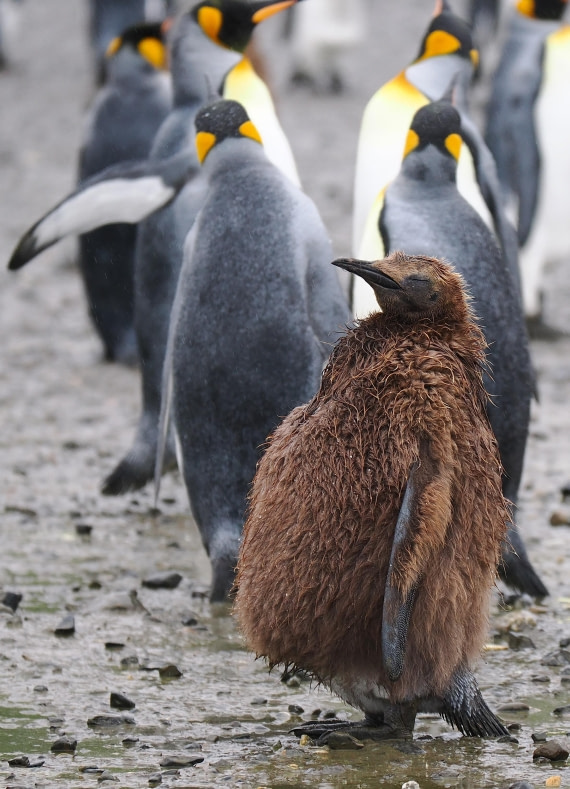 HDS29-26, Day 7, 2025-02-22 King Penguin4 - Salisbury Plain, South Georgia © Unknown photographer - Oceanwide Expeditions.JPG