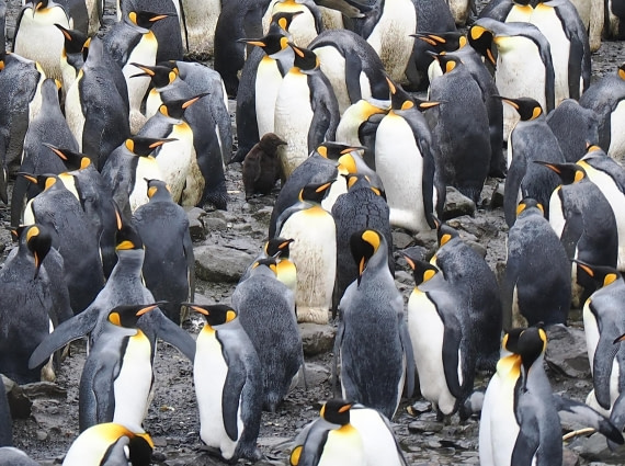 HDS29-26, Day 7, 2025-02-22 King Penguin5 - Right Whale Bay, South Georgia © Unknown photographer - Oceanwide Expeditions.JPG