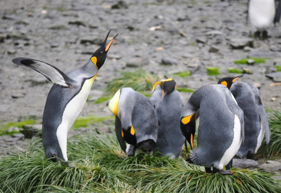 HDS29-26, Day 7, 2025-02-22 King Penguin6 - Right Whale Bay, South Georgia © Unknown photographer - Oceanwide Expeditions.JPG