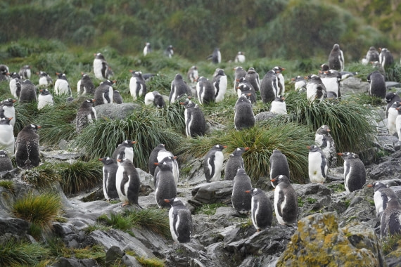 HDS29-26, Day 7, DSC06117 © Jessica Bakker - Oceanwide Expeditions.JPG