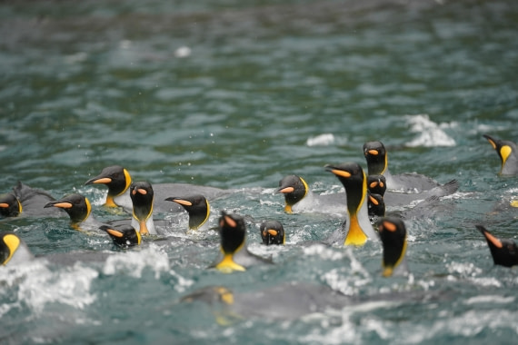 HDS29-26, Day 7, DSC06269 © Jessica Bakker - Oceanwide Expeditions.JPG