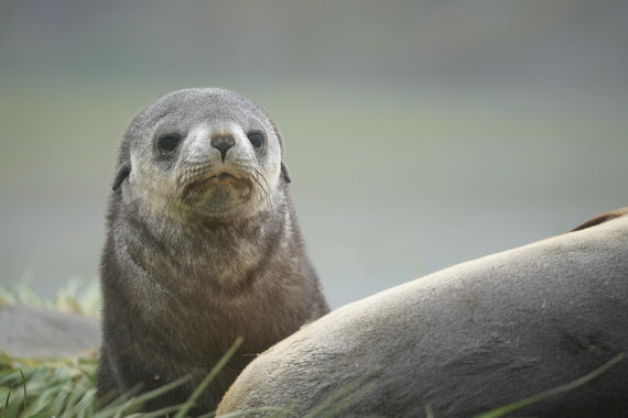 HDS29-26, Day 7, DSC06485 © Jessica Bakker - Oceanwide Expeditions.JPG
