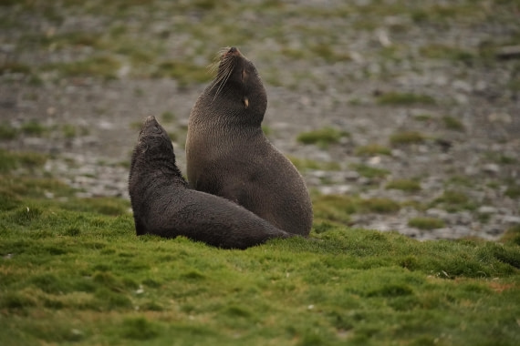 HDS29-26, Day 7, DSC06596 © Jessica Bakker - Oceanwide Expeditions.JPG