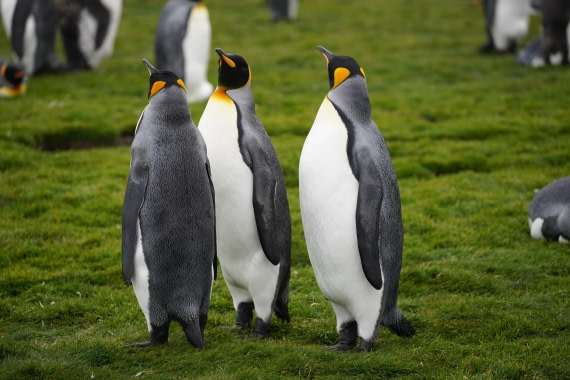 HDS29-26, Day 7, DSC06607 © Jessica Bakker - Oceanwide Expeditions.JPG