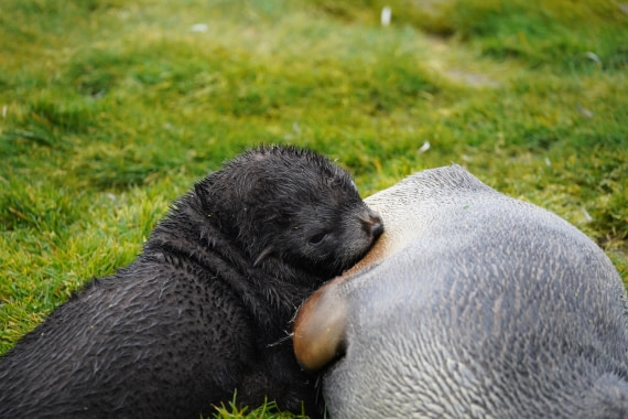 HDS29-26, Day 7, DSC06626 © Jessica Bakker - Oceanwide Expeditions.JPG