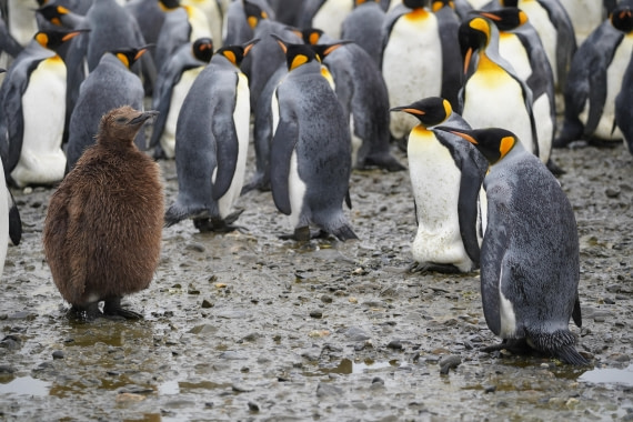 HDS29-26, Day 7, DSC06680 © Jessica Bakker - Oceanwide Expeditions.JPG