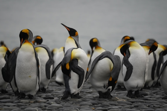 HDS29-26, Day 7, DSC06701 © Jessica Bakker - Oceanwide Expeditions.JPG