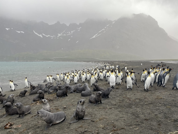 HDS29-26, Day 7, IMG_8974 © Unknown photographer - Oceanwide Expeditions.JPG