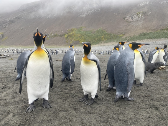 HDS29-26, Day 7, IMG_9011 © Unknown photographer - Oceanwide Expeditions.JPG