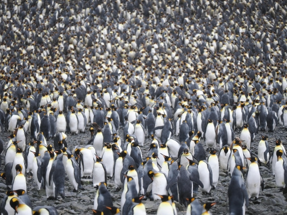 HDS29-26, Day 7, P2221326 © Unknown photographer - Oceanwide Expeditions.JPG