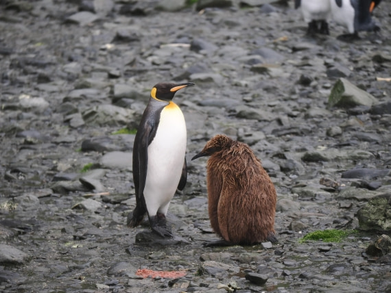HDS29-26, Day 7, P2221328 © Unknown photographer - Oceanwide Expeditions.JPG
