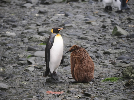 HDS29-26, Day 7, P2221329 © Unknown photographer - Oceanwide Expeditions.JPG