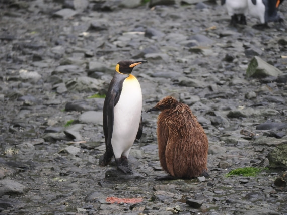 HDS29-26, Day 7, P2221331 © Unknown photographer - Oceanwide Expeditions.JPG