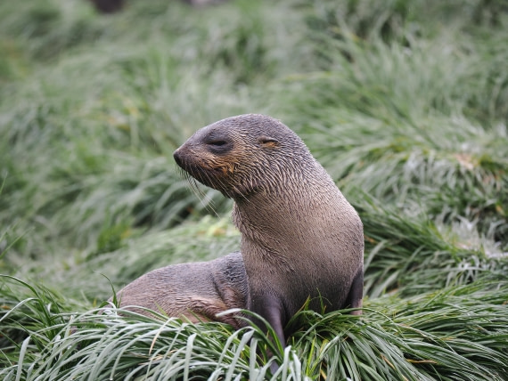 HDS29-26, Day 7, P2221341 © Unknown photographer - Oceanwide Expeditions.JPG