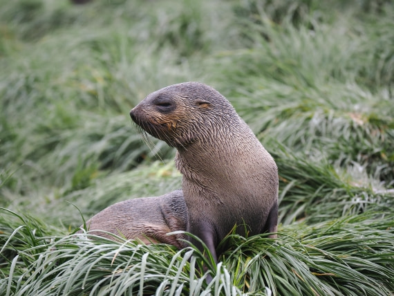 HDS29-26, Day 7, P2221342 © Unknown photographer - Oceanwide Expeditions.JPG