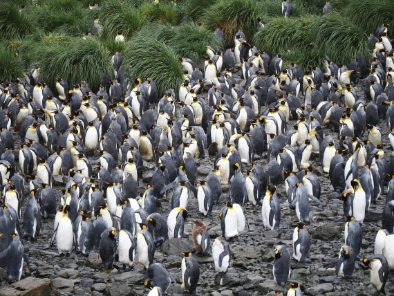 HDS29-26, Day 7, P2221347 © Unknown photographer - Oceanwide Expeditions.JPG