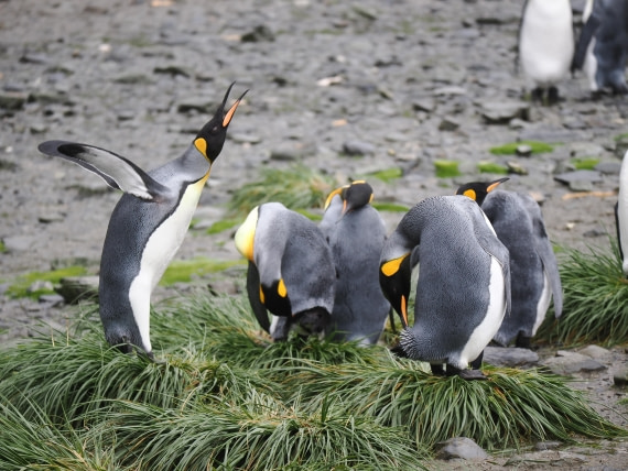 HDS29-26, Day 7, P2221357 © Unknown photographer - Oceanwide Expeditions.JPG