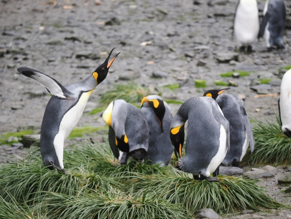 HDS29-26, Day 7, P2221360 © Unknown photographer - Oceanwide Expeditions.JPG